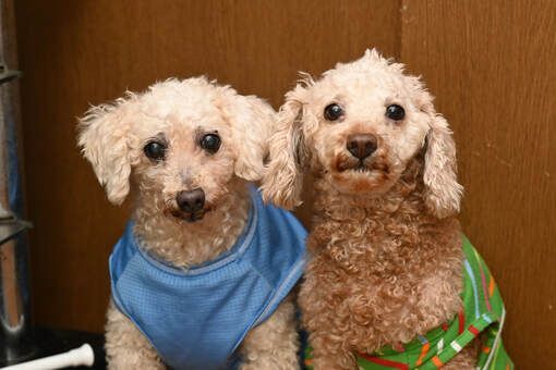 Two small dogs are sitting next to each other wearing clothes.