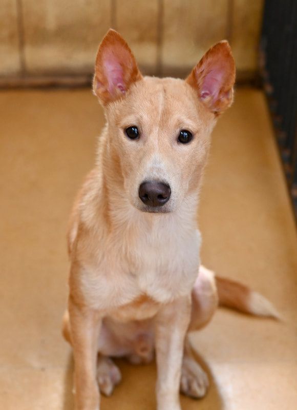 A small brown and white dog is sitting on the floor and looking at the camera.