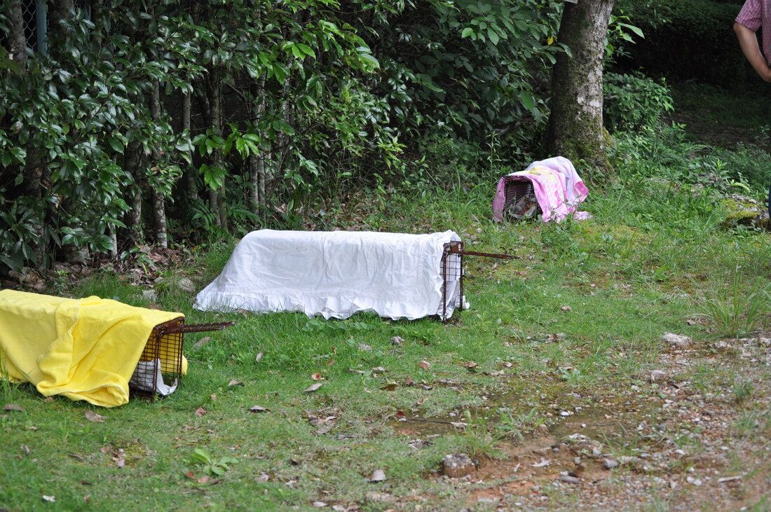 A group of blankets sitting on top of a lush green field.