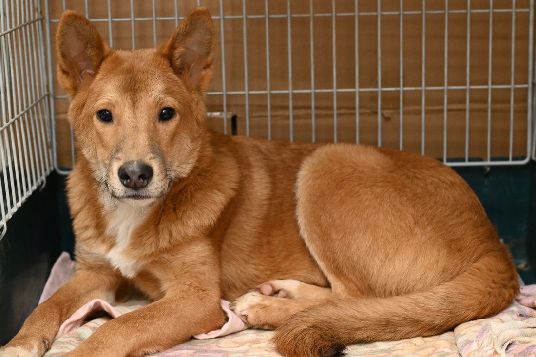 A brown dog is laying on a blanket in a cage.