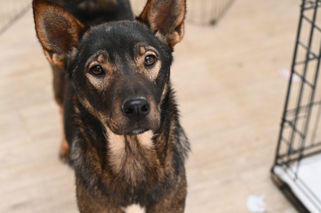 A brown and black dog is standing next to a cage and looking at the camera.