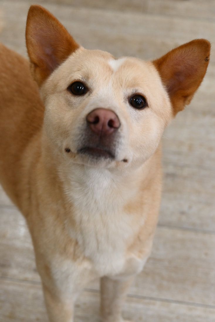 A close up of a brown and white dog looking at the camera