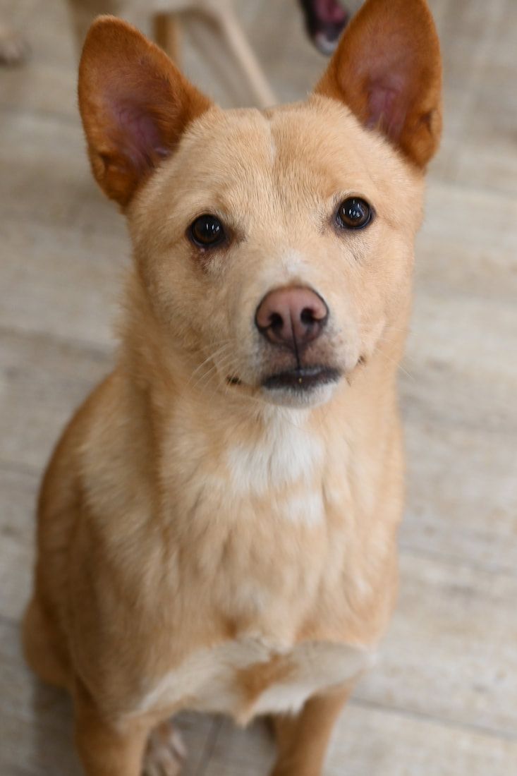 A small brown and white dog is sitting on the floor and looking at the camera.