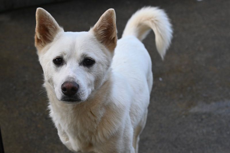 A white dog with brown ears is standing on a sidewalk and looking at the camera.