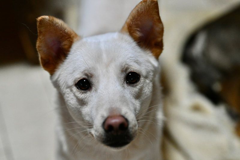 A close up of a white dog with brown ears looking at the camera.