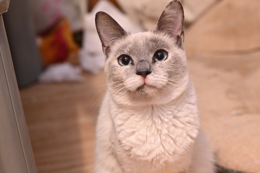 A white cat is sitting on the floor and looking up at the camera.