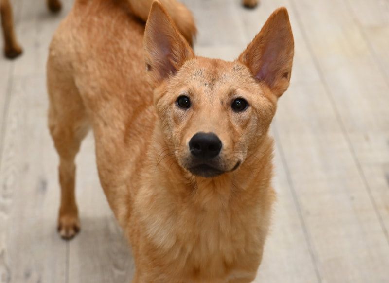 A brown dog is standing on a wooden floor and looking at the camera.