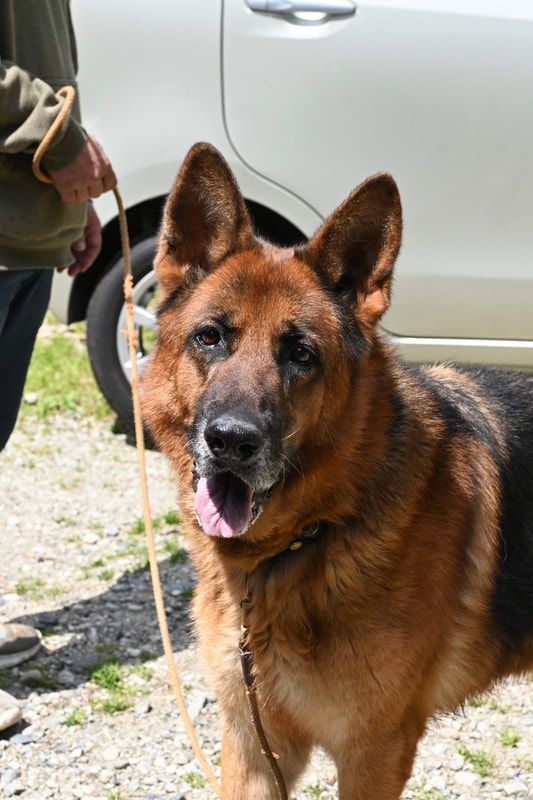 A german shepherd dog is standing next to a car on a leash.