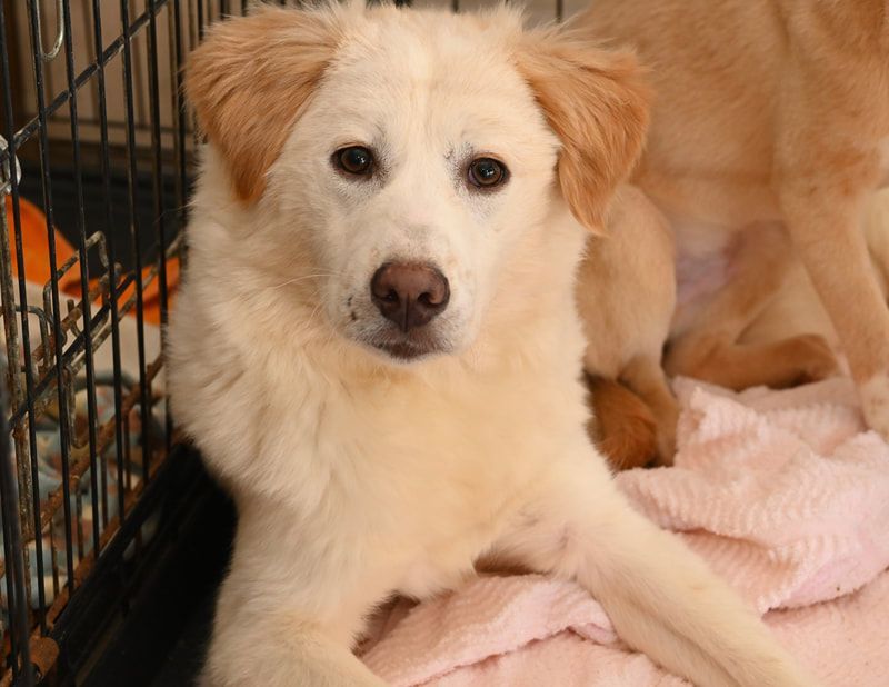 A white and brown dog is laying on a pink blanket in a cage.