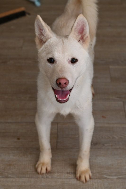 A white dog is standing on a wooden floor and smiling.