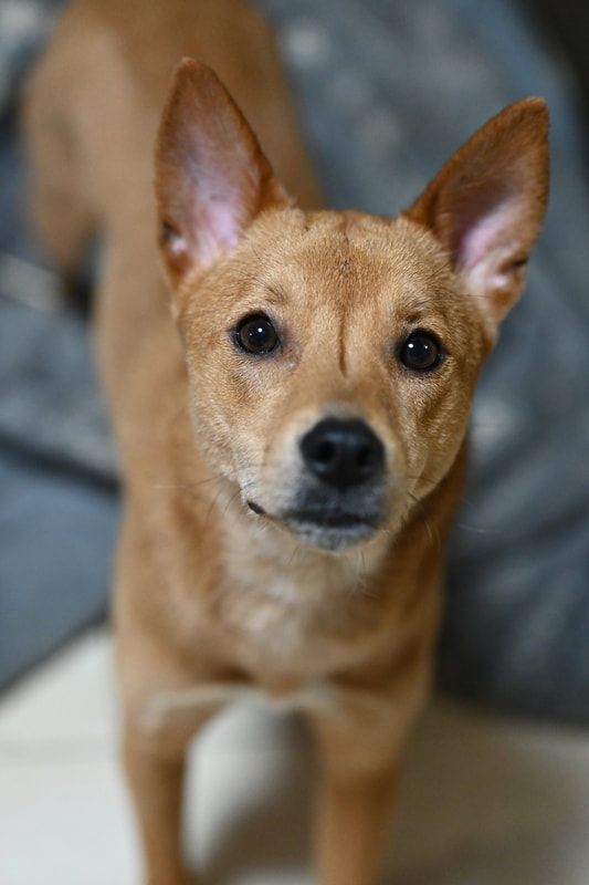 A small brown dog is standing next to a blue pillow and looking at the camera.