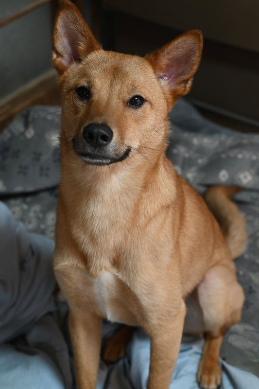 A small brown dog is sitting on a bed and smiling at the camera.