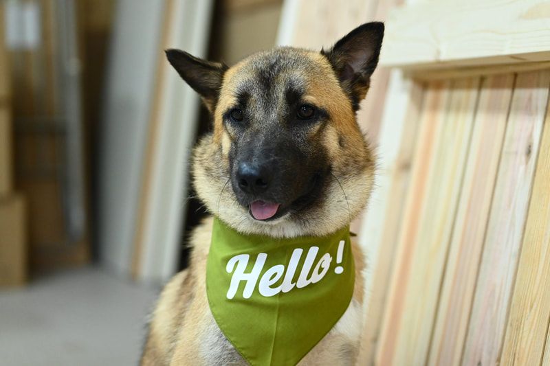 A dog wearing a green bandana that says `` hello ''.