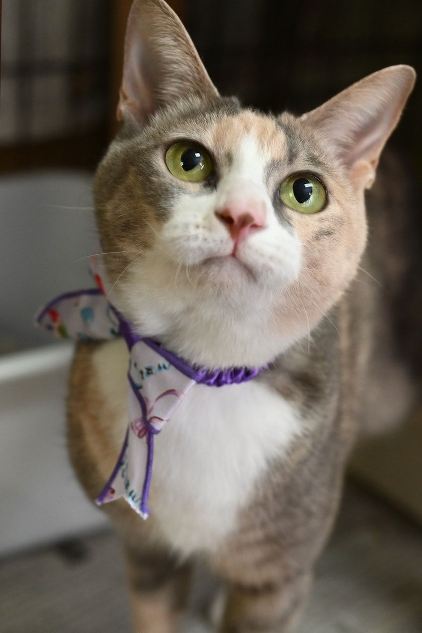 A cat with a purple scarf around its neck is looking up at the camera.