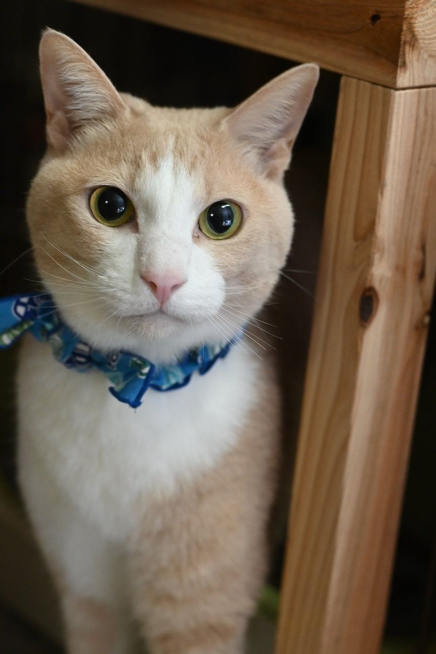 A close up of a cat wearing a blue collar.