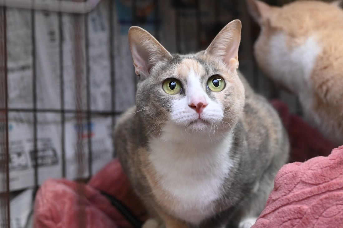 A calico cat is sitting on a pink blanket in a cage.