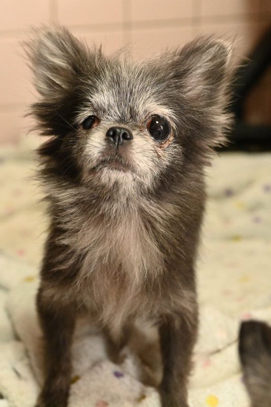 A small dog is standing on a bed and looking at the camera.