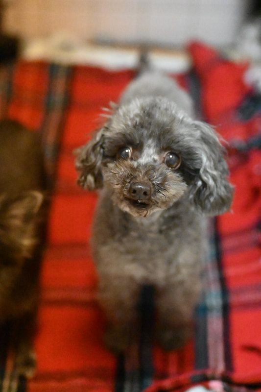 A small poodle is sitting on a red blanket and looking up at the camera.