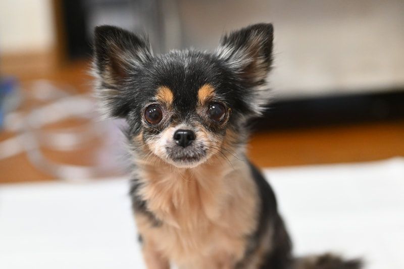 A small chihuahua dog is sitting on a white surface and looking at the camera.