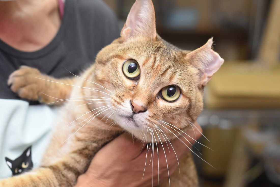 A person is holding a cat in their arms and looking at the camera.