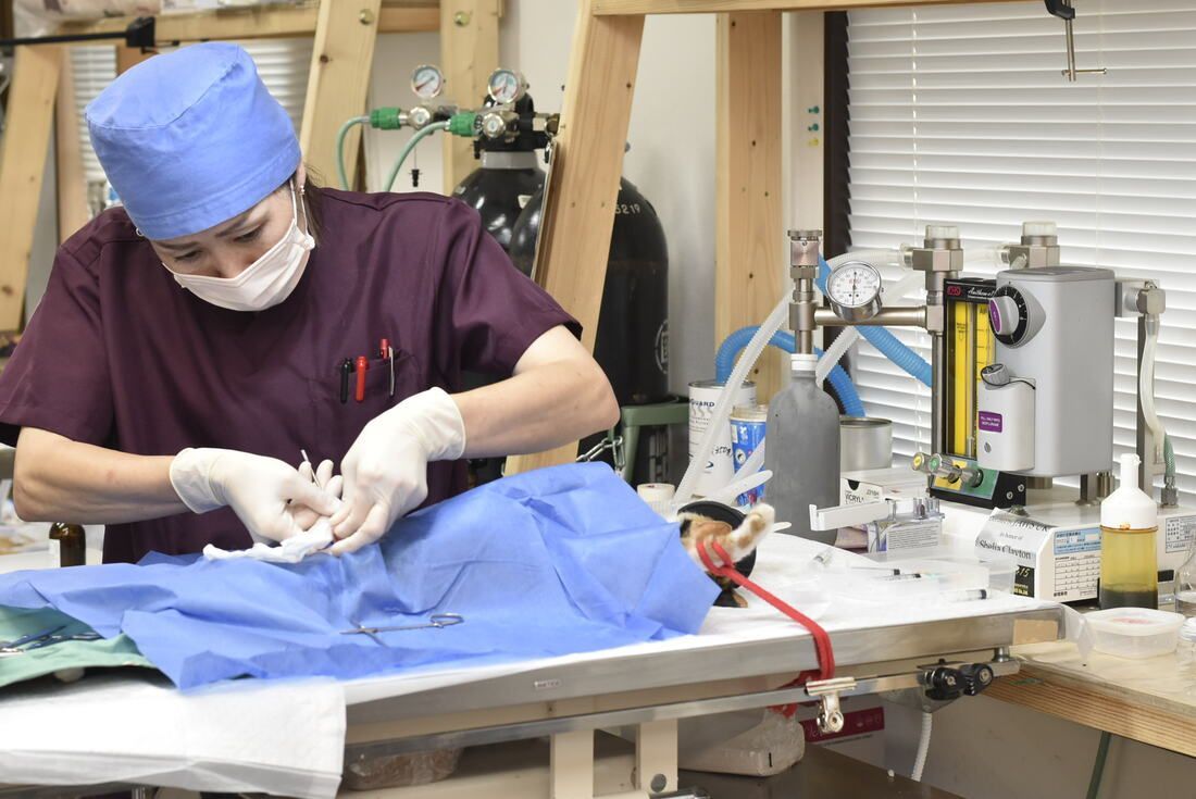 A surgeon is working on a dog in an operating room.