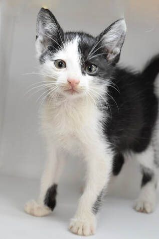 A black and white kitten is standing on a white surface and looking at the camera.