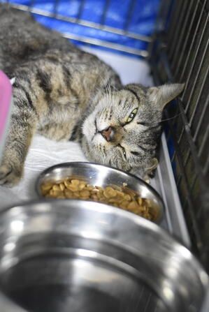 A cat is laying next to a bowl of food in a cage.