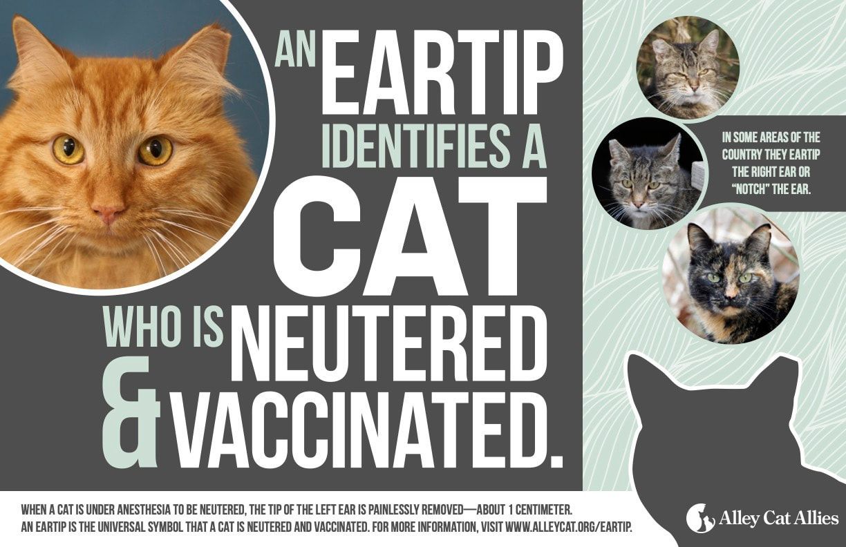 An earth tip identifies a cat who is neutered and vaccinated