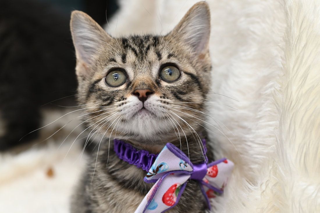 A close up of a kitten wearing a purple bow tie.