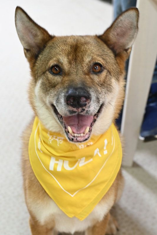 A dog wearing a yellow bandana is smiling and looking at the camera.