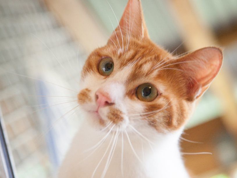 A close up of an orange and white cat looking at the camera.