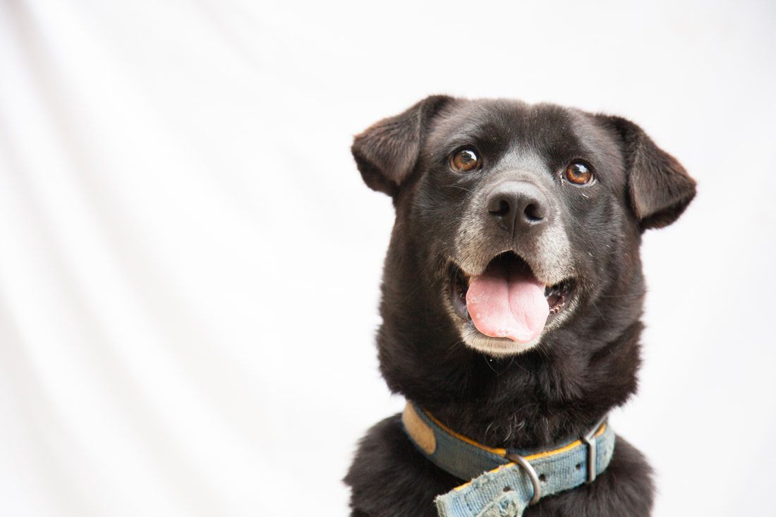 A black dog wearing a blue collar is looking up at the camera.