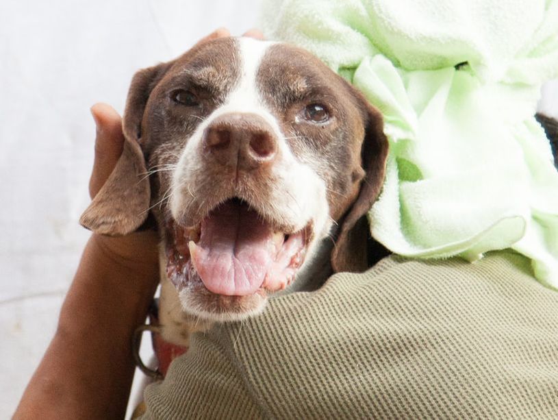 A person is holding a brown and white dog in their arms