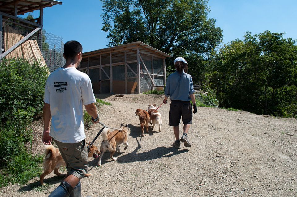 A man wearing a white shirt that says ' california ' on it is walking a group of dogs