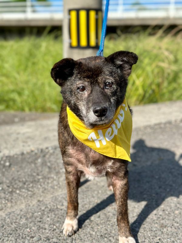 A black dog wearing a yellow bandana is standing on a sidewalk.