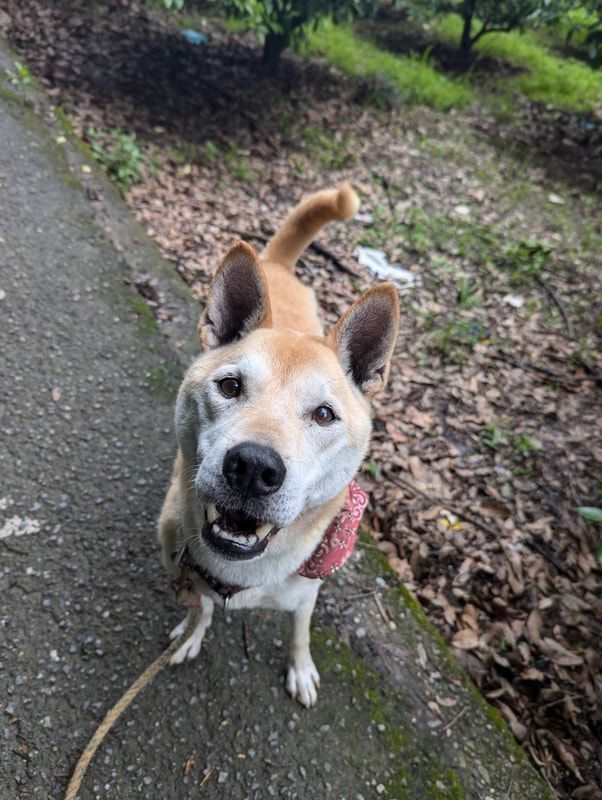 A dog is standing on a sidewalk on a leash and looking at the camera.