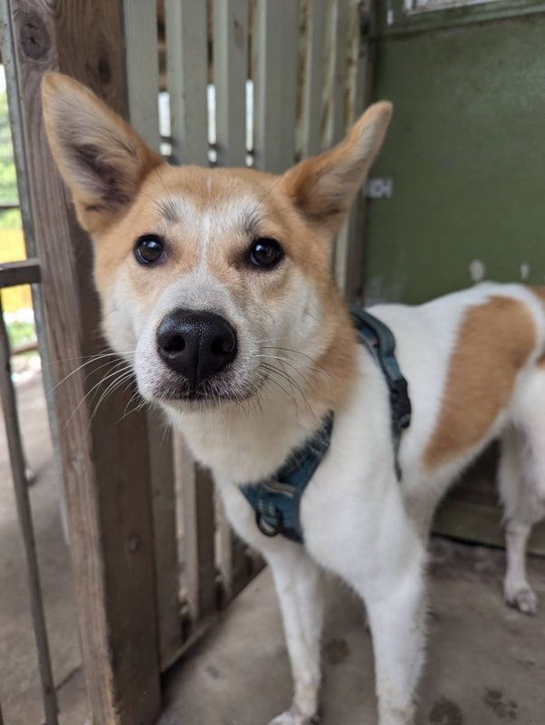 A brown and white dog wearing a harness is standing next to a fence.