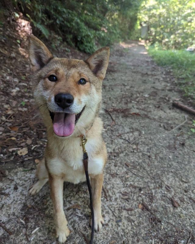 A brown and white dog is sitting on a dirt path with its tongue hanging out.