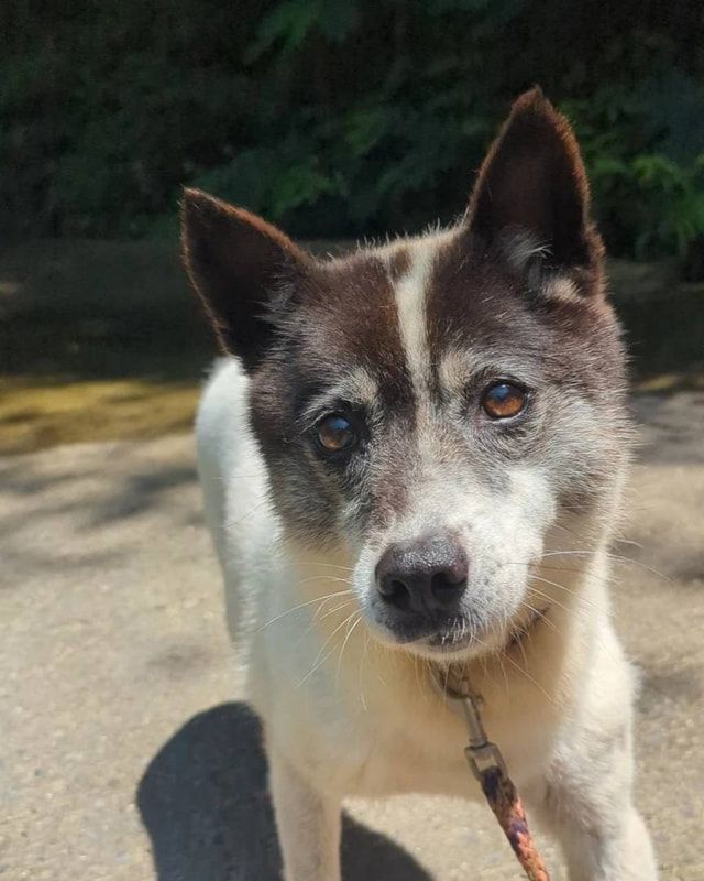 A brown and white dog on a leash is looking at the camera.