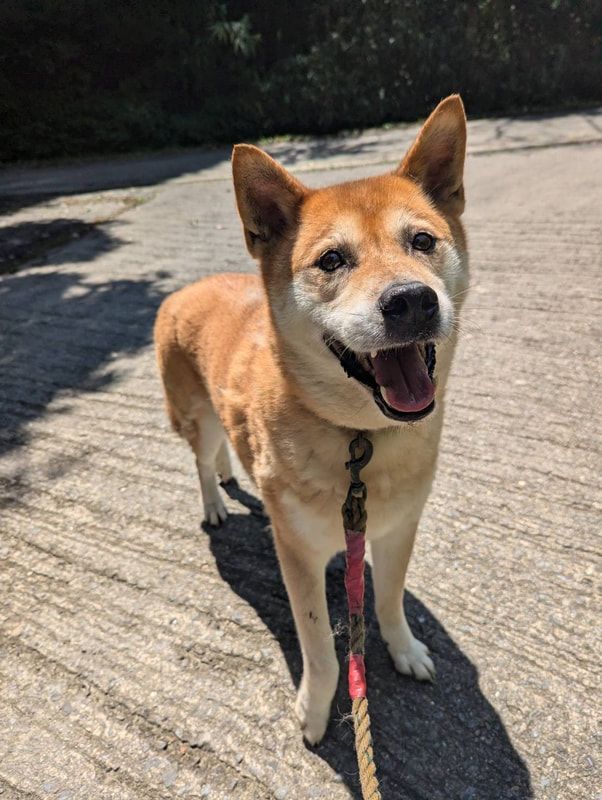 A brown and white dog on a leash is standing on a sidewalk.