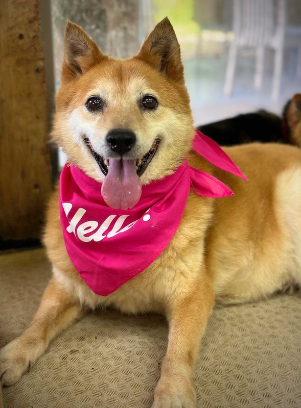 A dog wearing a pink bandana is laying on the floor.