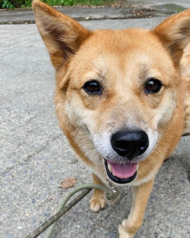 A close up of a dog on a leash looking at the camera.