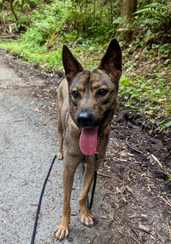 A brown dog is walking on a leash on a dirt road.