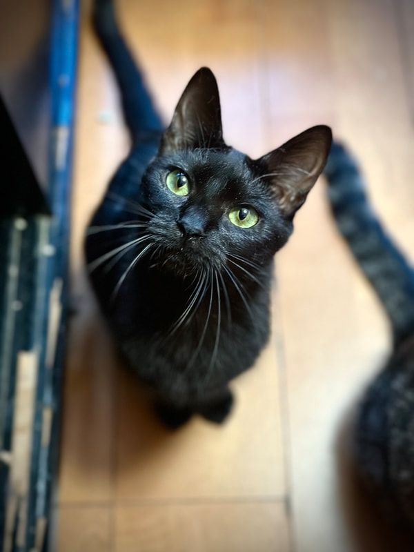 A black cat with green eyes is looking up at the camera