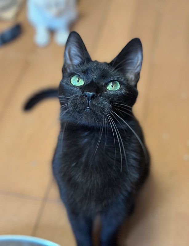 A black cat with green eyes looks up at the camera