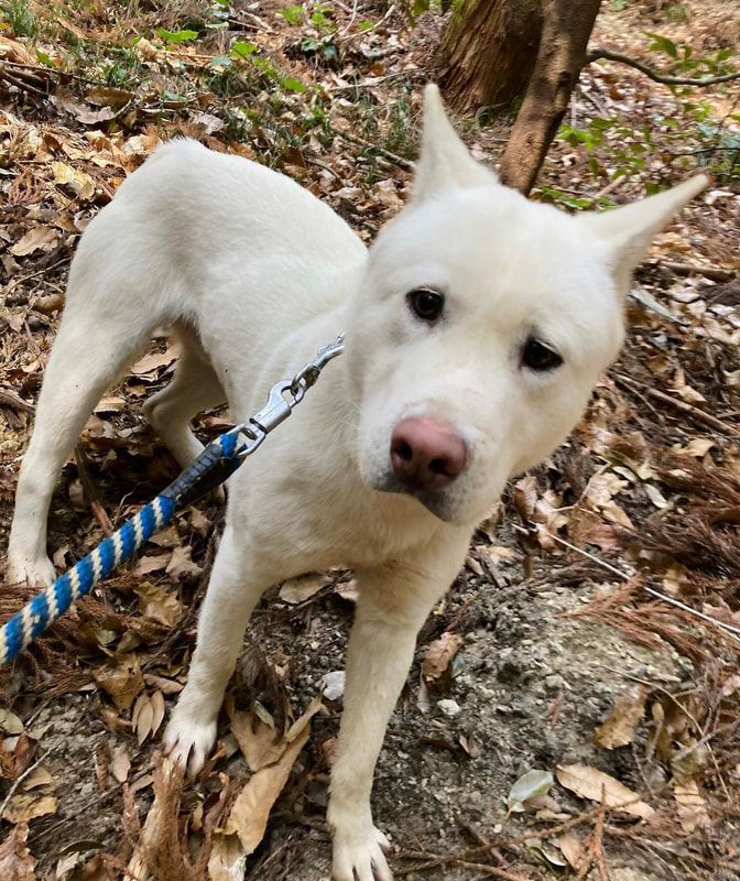 A white dog on a leash is standing in the woods.