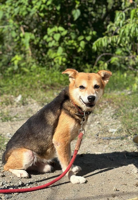 A brown and black dog is sitting on the ground on a leash.