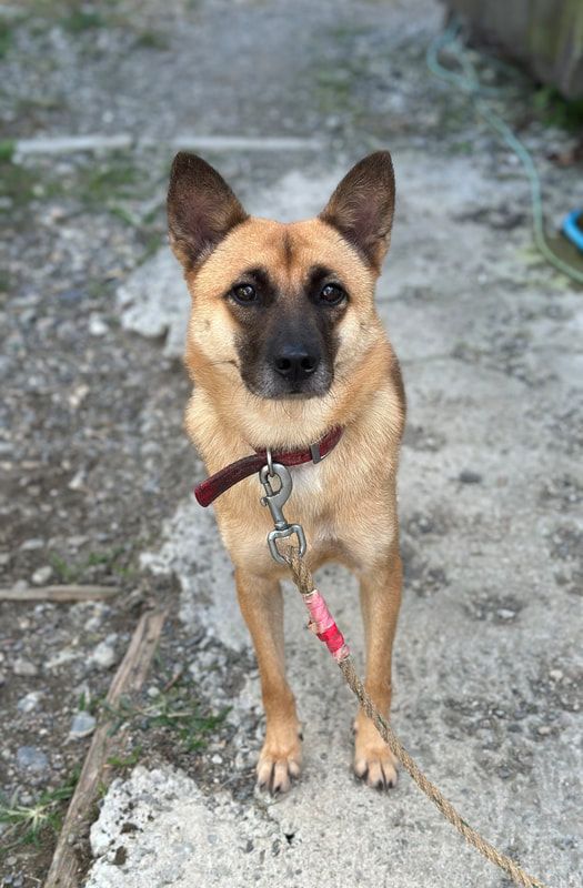 A small brown dog is standing on a leash on a sidewalk.