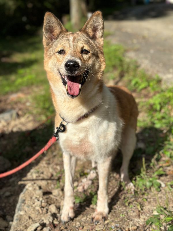 A brown and white dog is standing on a rock with its tongue hanging out.