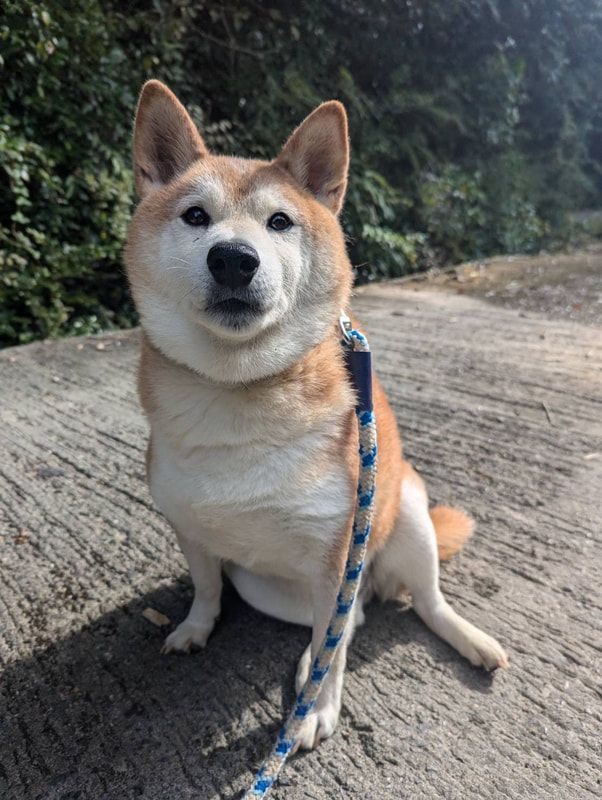 A shiba inu dog is sitting on the ground on a leash.